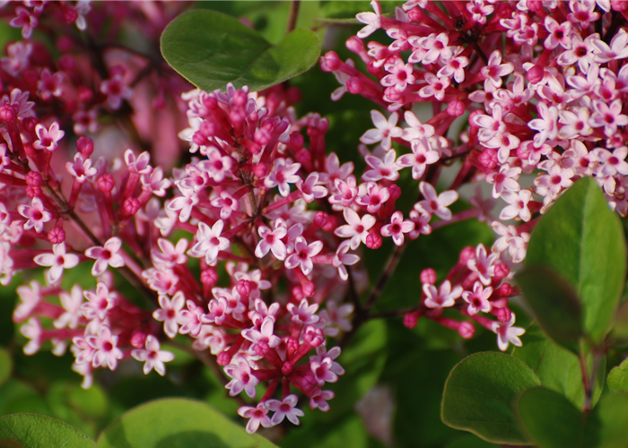 Syringa 'Tinkerbelle'®