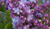 Syringa vulgaris 'Addie Tischler'