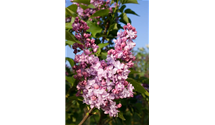 Syringa vulgaris 'Addie Tischler'