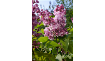Syringa vulgaris 'Addie Tischler'