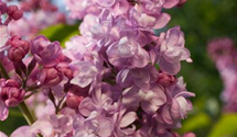 Syringa vulgaris 'Addie Tischler'