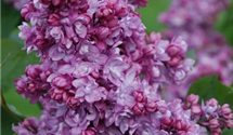 Syringa vulgaris 'Addie Tischler'