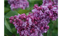 Syringa vulgaris 'Addie Tischler'