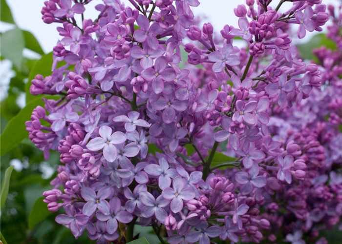 Syringa vulgaris 'Amethyst'