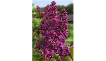 Syringa vulgaris 'Andenken an Ludwig Späth'