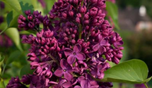 Syringa vulgaris 'Andenken an Ludwig Späth'