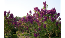Syringa vulgaris 'Andenken an Ludwig Späth'