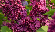 Syringa vulgaris 'Andenken an Ludwig Späth'