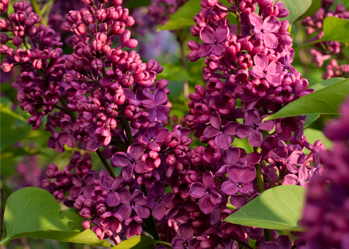 Syringa vulgaris 'Andenken an Ludwig Späth'