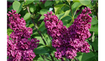 Syringa vulgaris 'Andenken an Ludwig Späth'