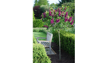 Syringa vulgaris 'Andenken an Ludwig Späth'