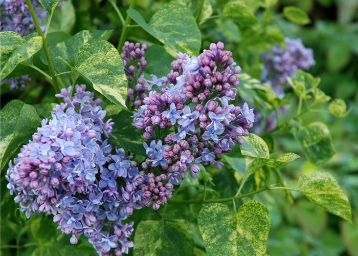 Syringa vulgaris 'Aucubaefolia' Syringa vulgaris 'Aucubaefolia'