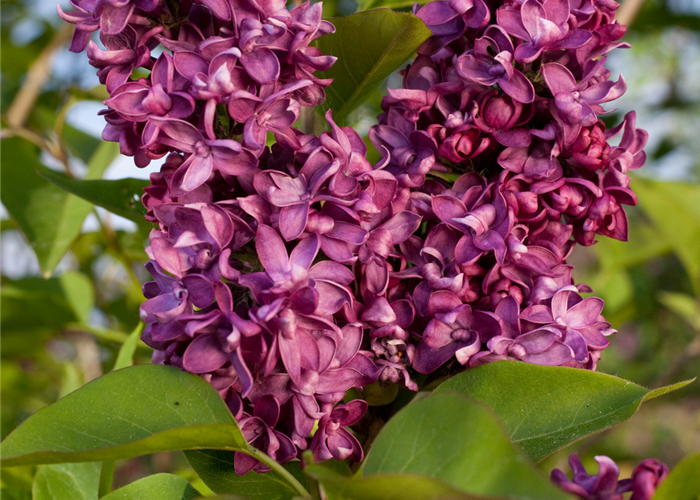 Syringa vulgaris 'Charles Joly' Syringa vulgaris 'Charles Joly'