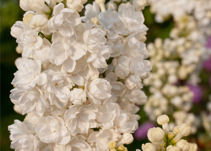 Syringa vulgaris 'Frau Holle'® Syringa vulgaris 'Frau Holle'®