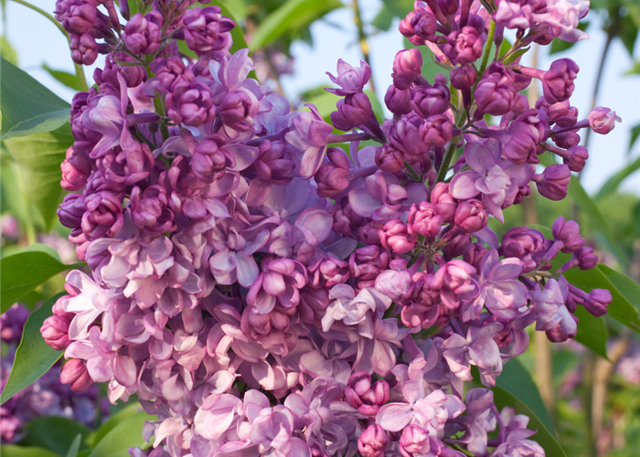 Syringa vulgaris 'General Pershing' Syringa vulgaris 'General Pershing'