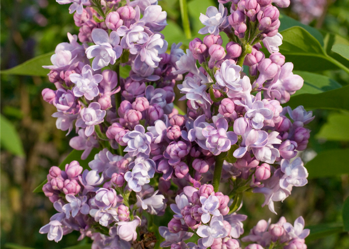 Syringa vulgaris 'Katharine Havemeyer' Syringa vulgaris 'Katharine Havemeyer'