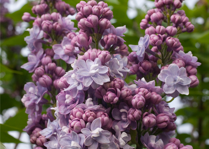 Syringa vulgaris 'Michel Buchner' Syringa vulgaris 'Michel Buchner'
