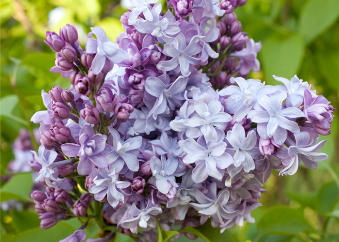 Syringa vulgaris 'Nadeshda'