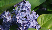 Syringa vulgaris 'President Lincoln'