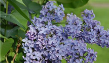 Syringa vulgaris 'President Lincoln'
