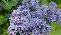 Syringa vulgaris 'President Lincoln'