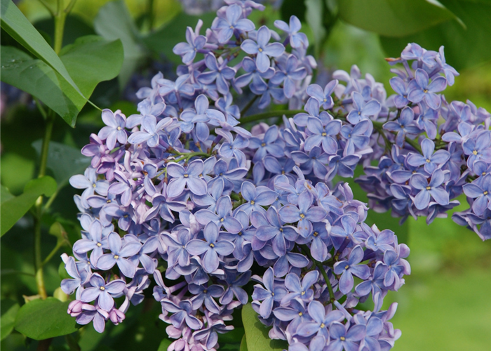 Syringa vulgaris 'President Lincoln' Syringa vulgaris 'President Lincoln'