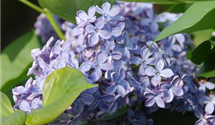 Syringa vulgaris 'President Lincoln'
