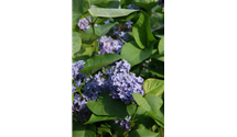 Syringa vulgaris 'President Lincoln'