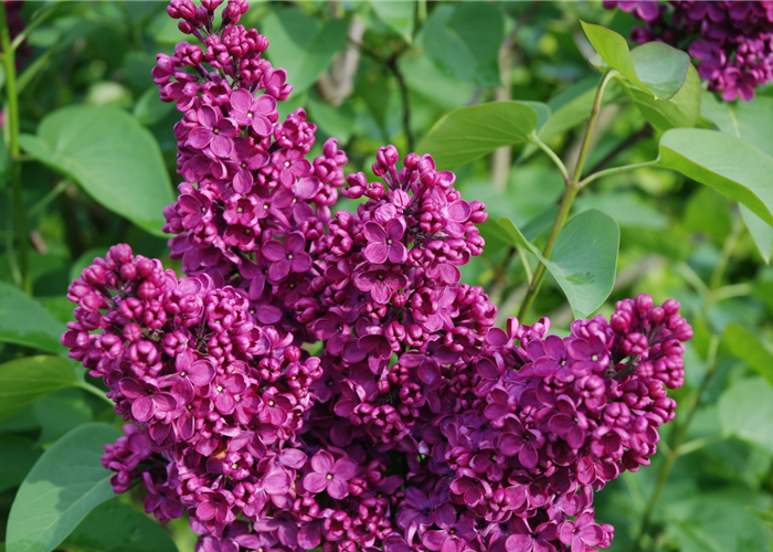 Syringa vulgaris 'Sarah Sands' Syringa vulgaris 'Sarah Sands'