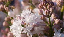 Syringa vulgaris 'Schöne von Moskau'®