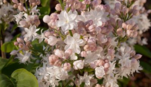 Syringa vulgaris 'Schöne von Moskau'®