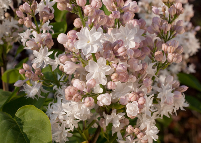 Syringa vulgaris 'Schöne von Moskau'® Syringa vulgaris 'Schöne von Moskau'®