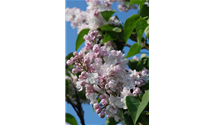 Syringa vulgaris 'Schöne von Moskau'®