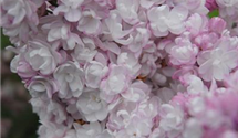 Syringa vulgaris 'Schöne von Moskau'®