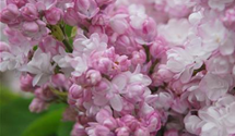 Syringa vulgaris 'Schöne von Moskau'®