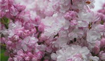 Syringa vulgaris 'Schöne von Moskau'®