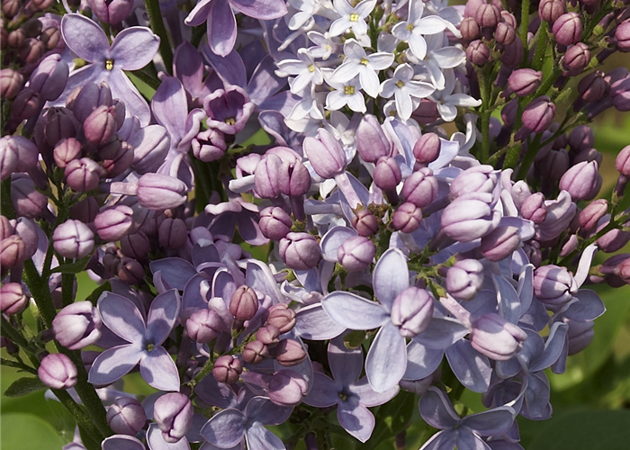 Syringa vulgaris 'Boule Azurée' Syringa vulgaris 'Boule Azurée'