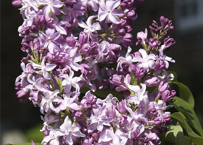 Syringa vulgaris 'Flamingo'® Syringa vulgaris 'Flamingo'®