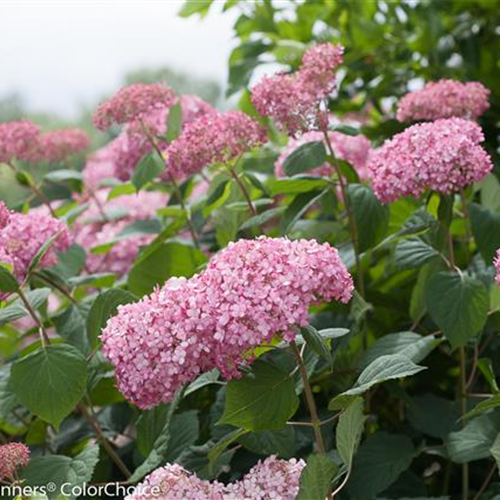 Hydrangea arborescens 'Pink Annabelle'® PW® Hydrangea arborescens 'Pink Annabelle'® PW®