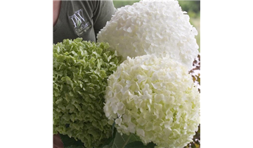 Schneeball- Hortensie 'Strong Annabelle'® - Sorte der Proven Winners®- Serie