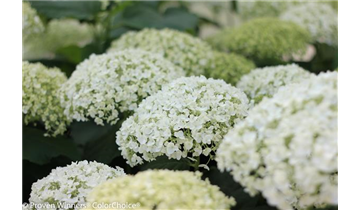 Schneeball- Hortensie 'Strong Annabelle'® - Sorte der Proven Winners®- Serie