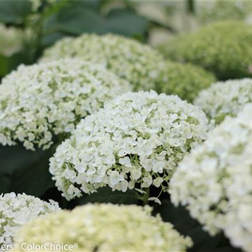 Hydrangea arborescens 'Strong Annabelle'® PW® Hydrangea arborescens 'Strong Annabelle'® PW®