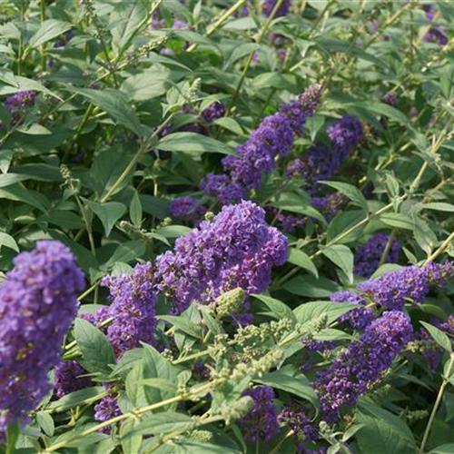 Buddleja davidii 'Blue Chip Junior'® PW® Buddleja davidii 'Blue Chip Junior'® PW®