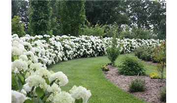 Schneeball- Hortensie 'Strong Annabelle'® - Sorte der Proven Winners®- Serie