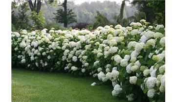 Schneeball- Hortensie 'Strong Annabelle'® - Sorte der Proven Winners®- Serie