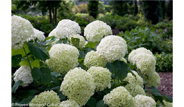 Schneeball- Hortensie 'Strong Annabelle'® - Sorte der Proven Winners®- Serie