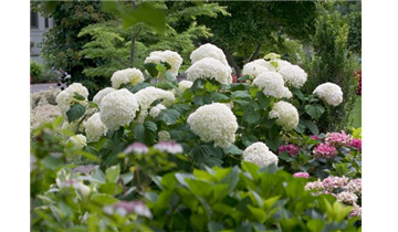 Schneeball- Hortensie 'Strong Annabelle'® - Sorte der Proven Winners®- Serie