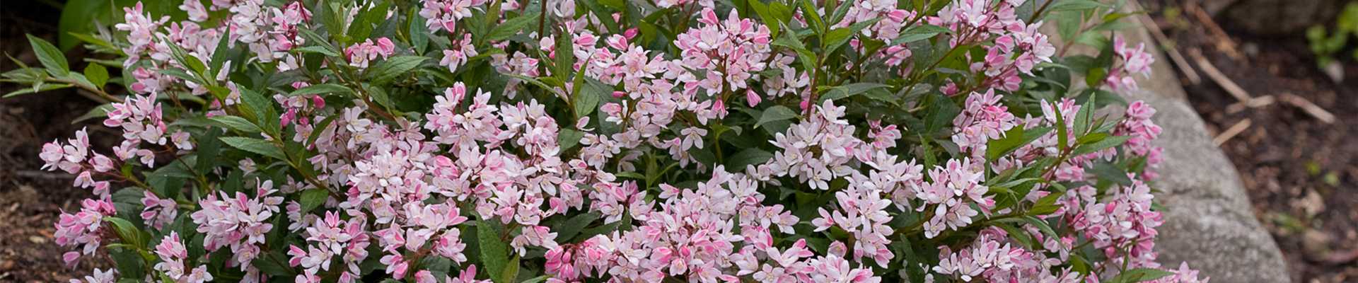 Yuki Cherry Blossom Deutzia-1.jpg Yuki Cherry Blossom Deutzia-1.jpg