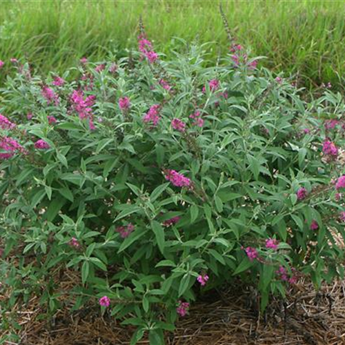 Buddleja 'Miss Ruby'Ⓢ PW® Buddleja 'Miss Ruby'Ⓢ PW®