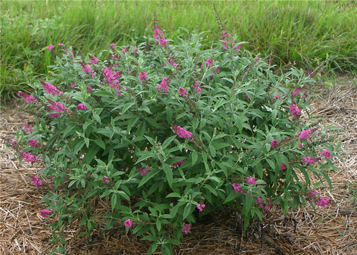 Buddleja 'Miss Ruby'Ⓢ PW® Buddleja 'Miss Ruby'Ⓢ PW®